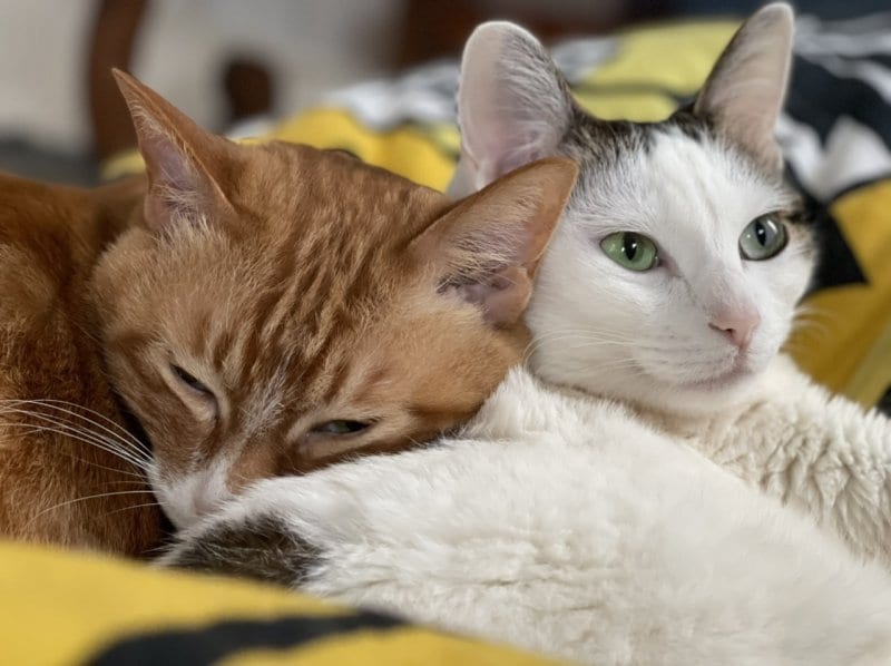 猫との癒し時間と自分へのご褒美レッスン