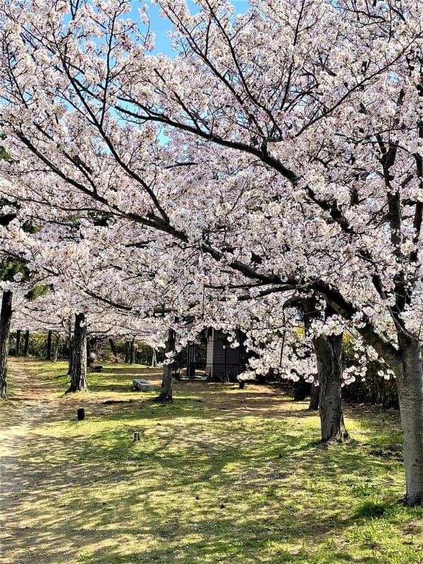 自然の中で楽しむ青空ピラティス