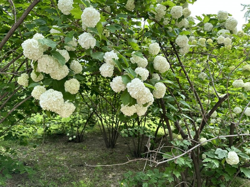 今を生きることと5月のピラティス