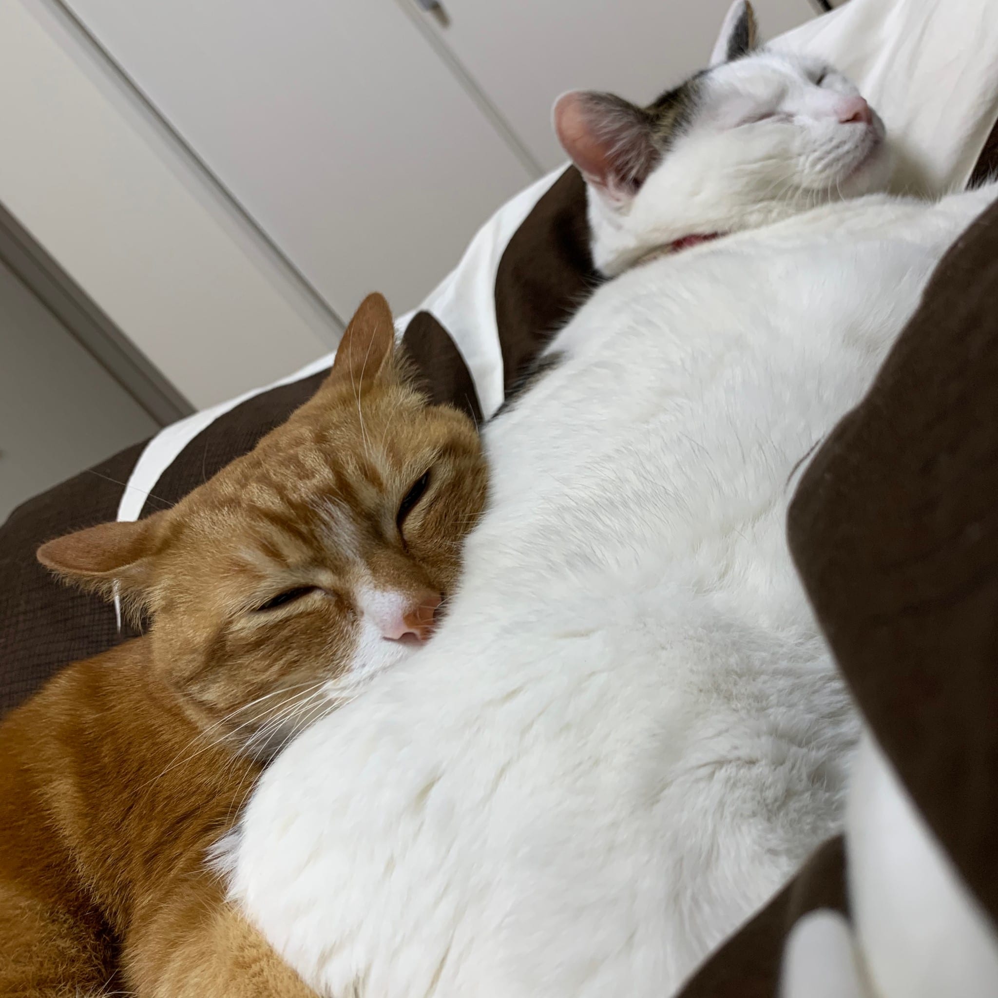 背中美人を作る